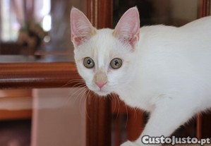 imagem_6