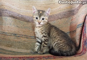 imagem_3