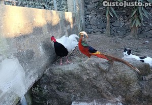 imagem_1