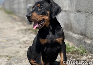 imagem_3