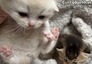 Lindo Scothist straith