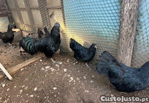 Galinha Ayam cemani