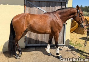 Cavalo lusitano