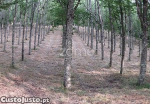 imagem_3