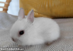 Coelhos mini toy