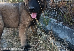 Vendi cachorro serra da estrela
