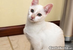 imagem_8