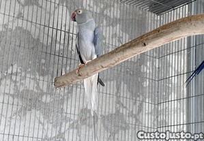 imagem_4