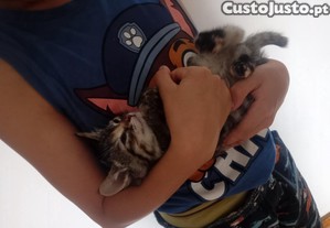 Doação de gatinha