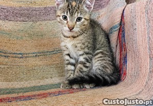 imagem_6