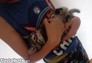 imagem_2
