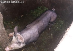 Porcos grandes e pequenos