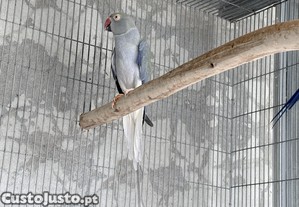imagem_3