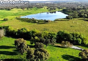 Herdade do Outeiro de S. Romão   310 ha no Alentejo | Viticultura, Pecuária e Cortiça