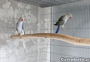 imagem_6