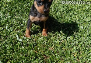 imagem_4