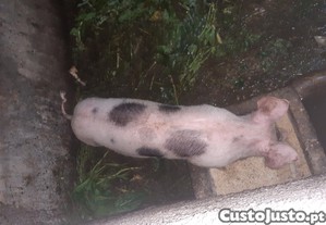 imagem_3