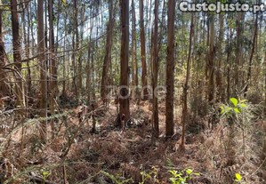 Terreno Rustico Com 4500 M2 - Outeirinho - Cerva