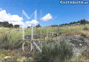 Terreno de Pinhal, Carvalhos e Oliveiras- 329