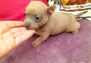 Chihuahua miniatura fêmea