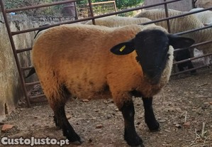 Disponvel borrego cruzado de Suffolk