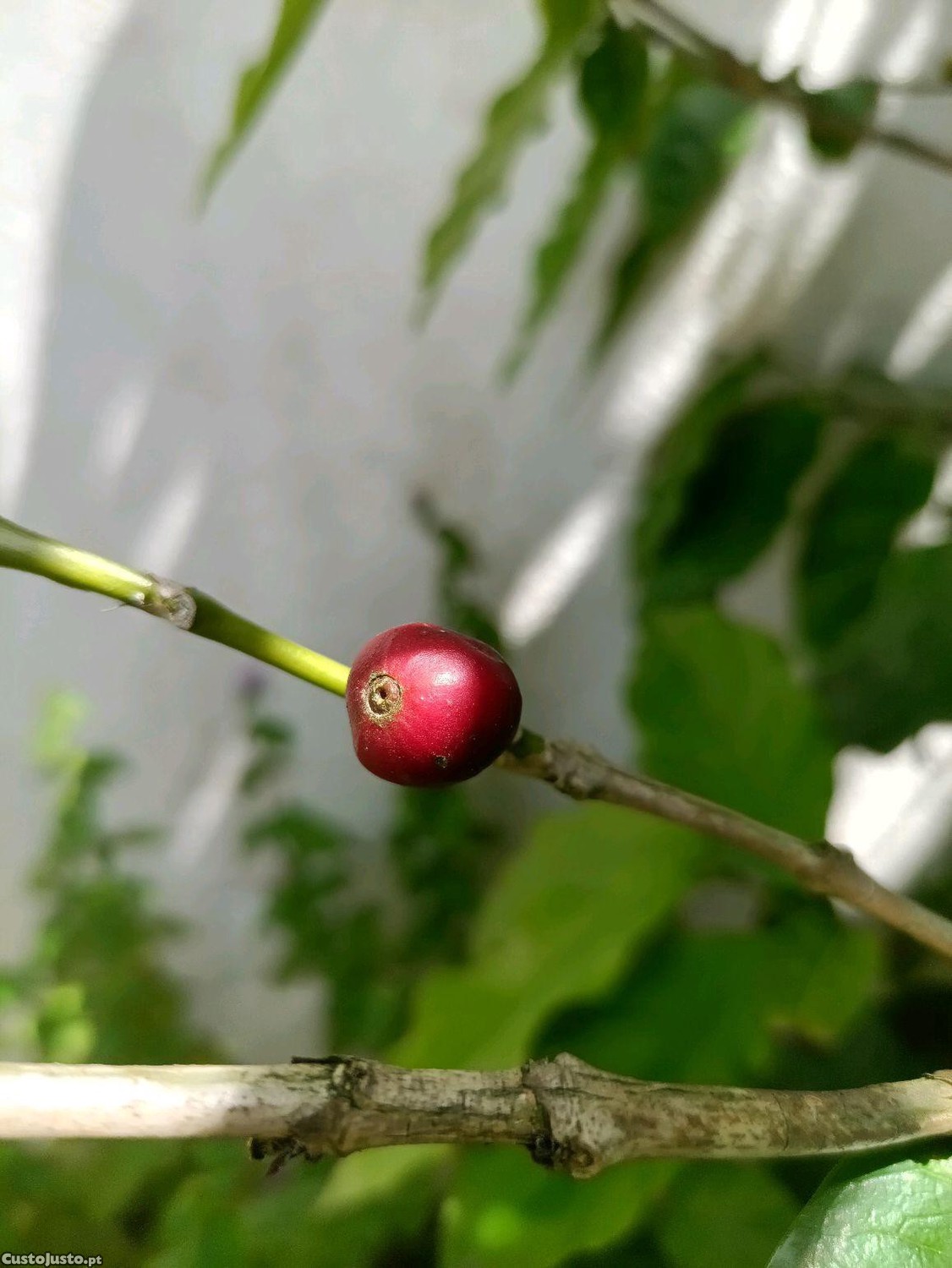 Pés e grãos de café