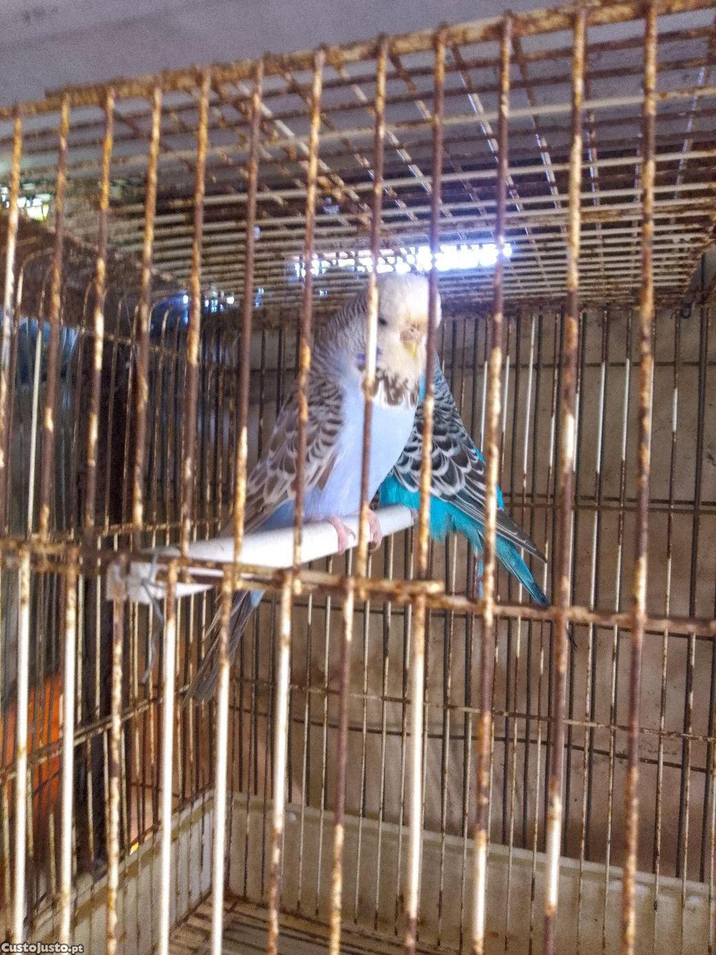 Periquito Inglês | Aves, à venda | Braga | 44839401 | CustoJusto.pt