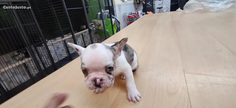 Bulldog francês com olhos azuis criado em ambiente familiar