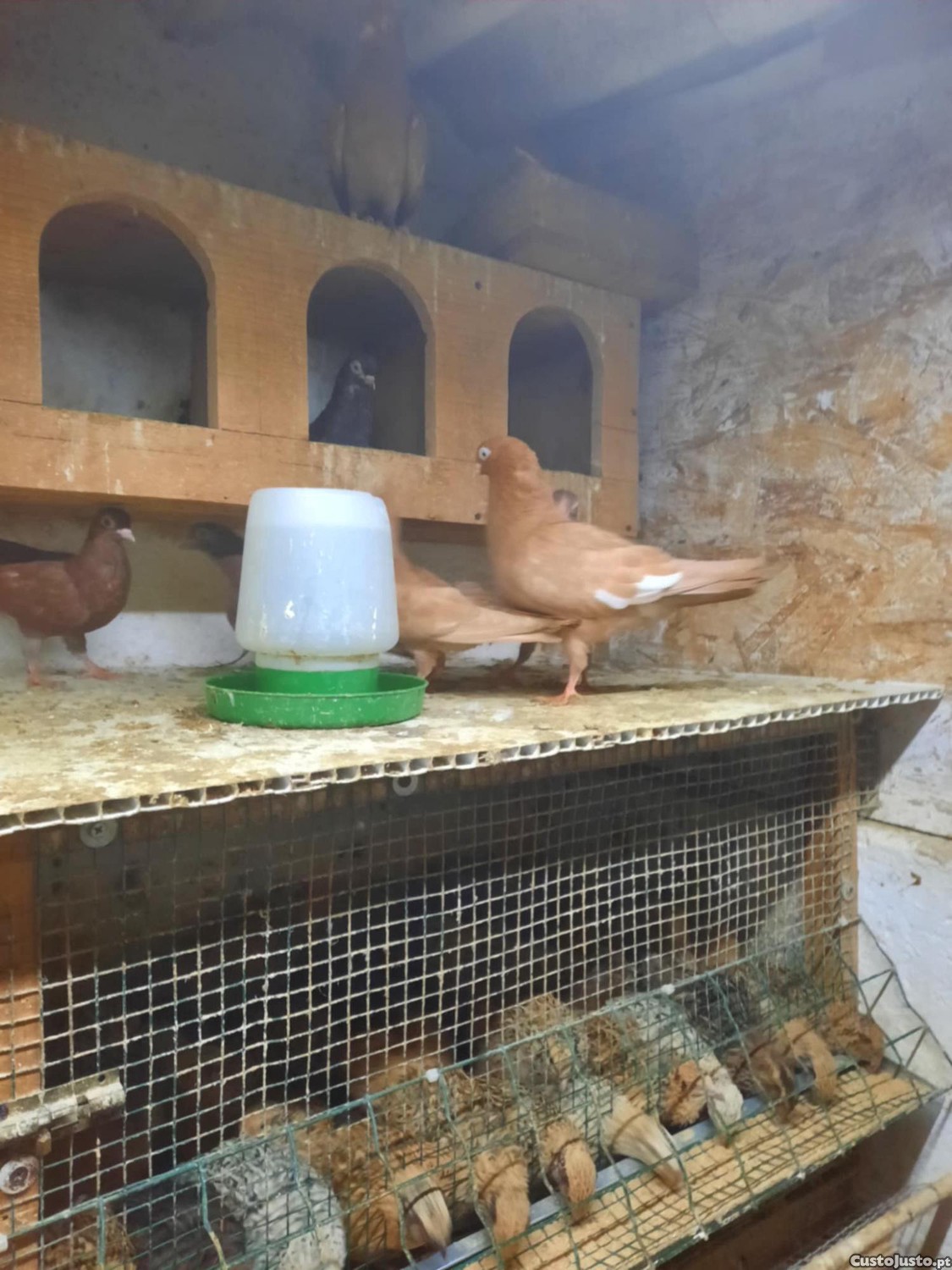 Cambalhotas portuguesa