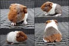 Porquinhos da Índia, KIT Completo (Várias cores)