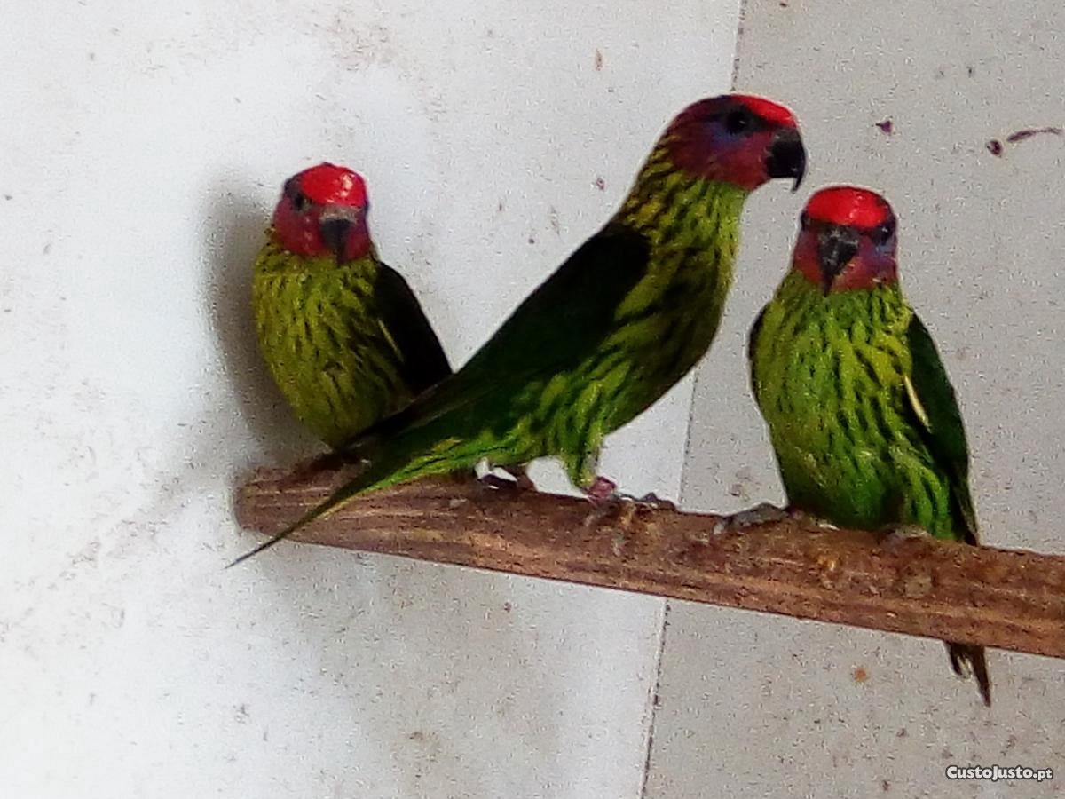 Papagaios/Aves - Casal - Loris - Goldiei