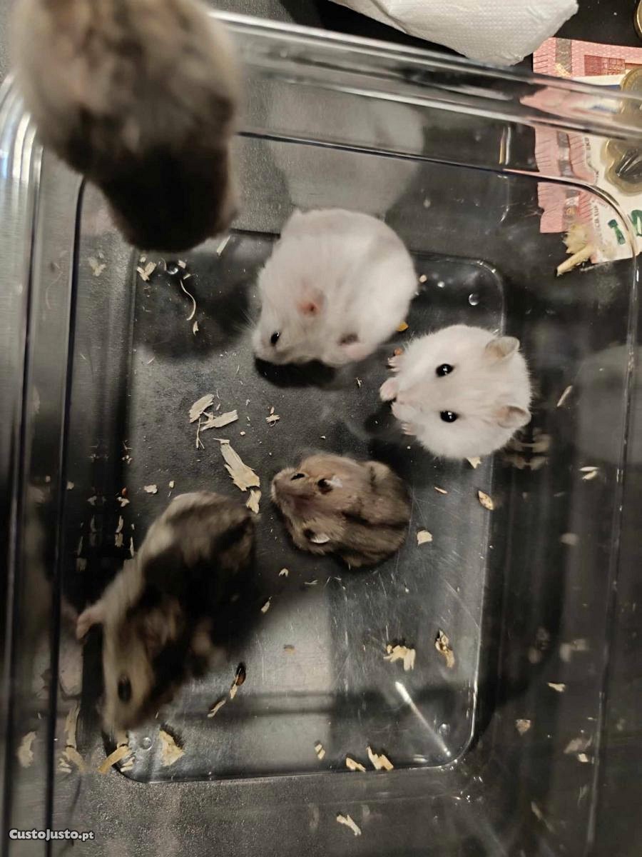 Hamster brancos e cinzas bébés meiguinhos