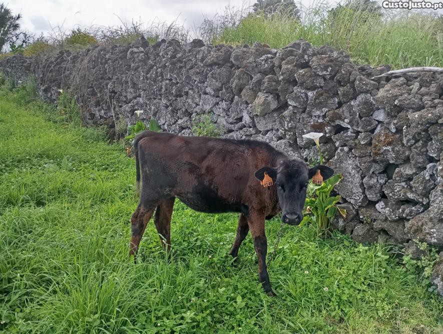 Bezerra com 4 meses.