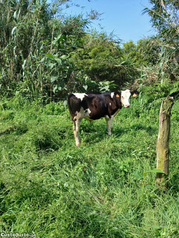 Bezerro macho com 5 meses quase 6
