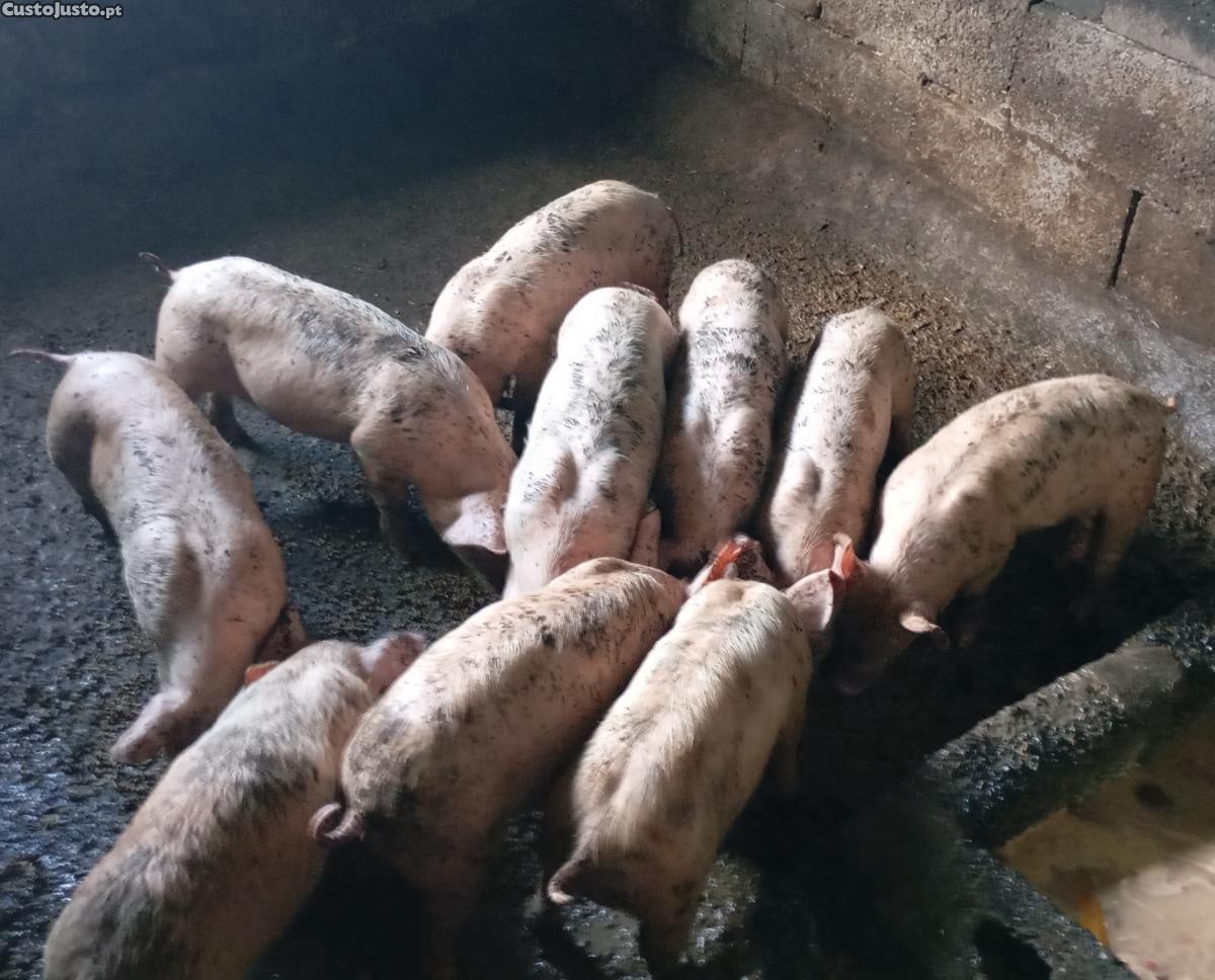 Leitões com 7 semanas.