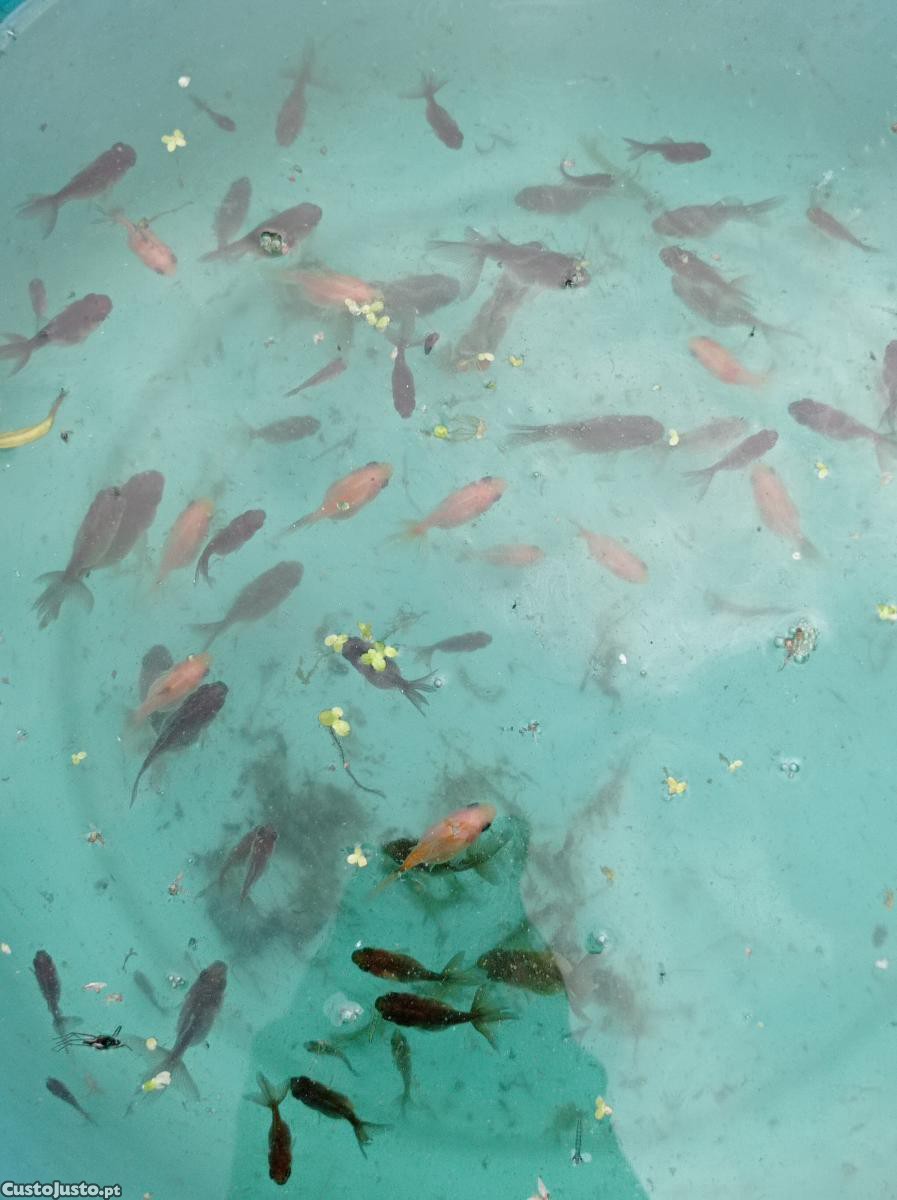 Kinguios orandas goldfish mistos