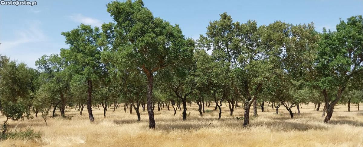 Herdade com 51,3500 hectares composta por sobreiros (1ª tiragem em 2021) e azinheiras.