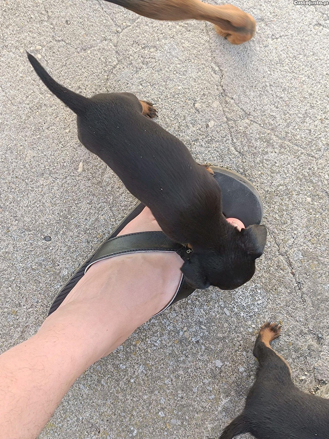 Pinscher com 2 meses