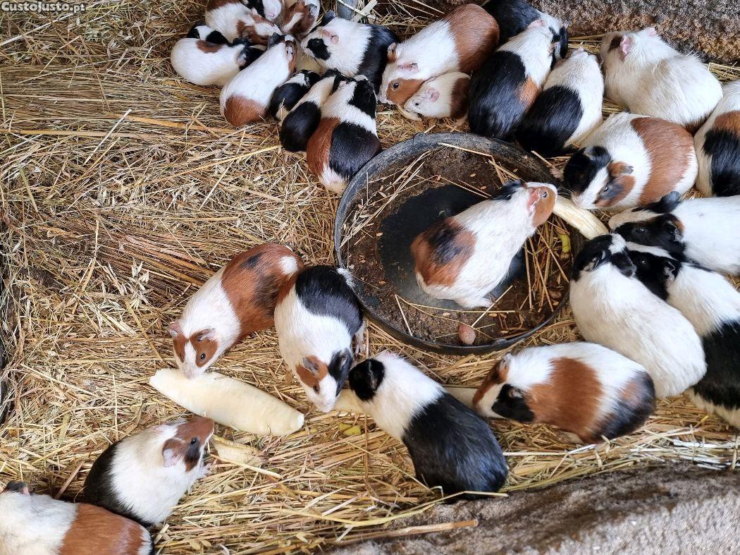 Porquinhos da India (2 por 5 EUROS)