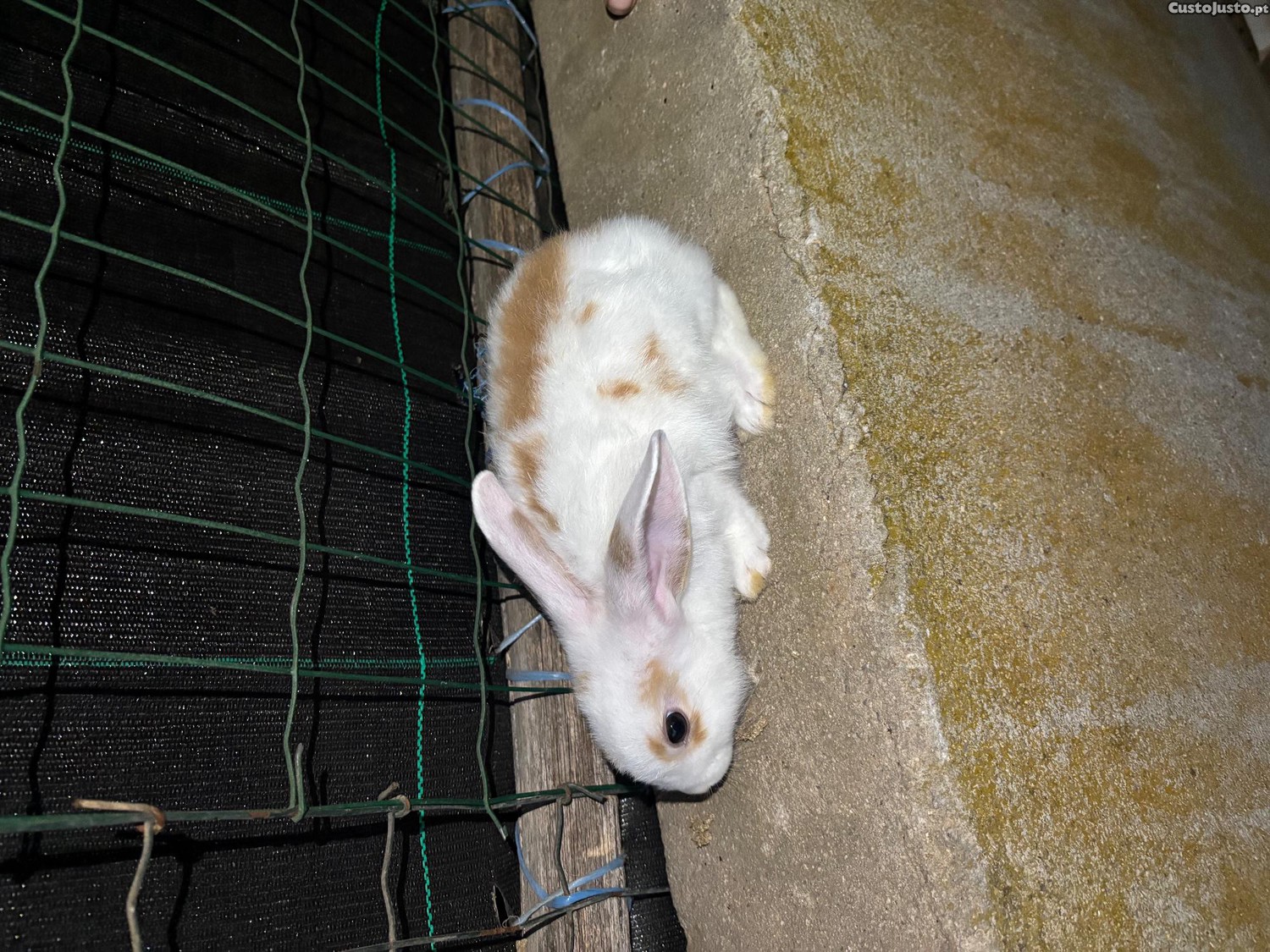 2 coelhos (machos) com 2 meses de idade