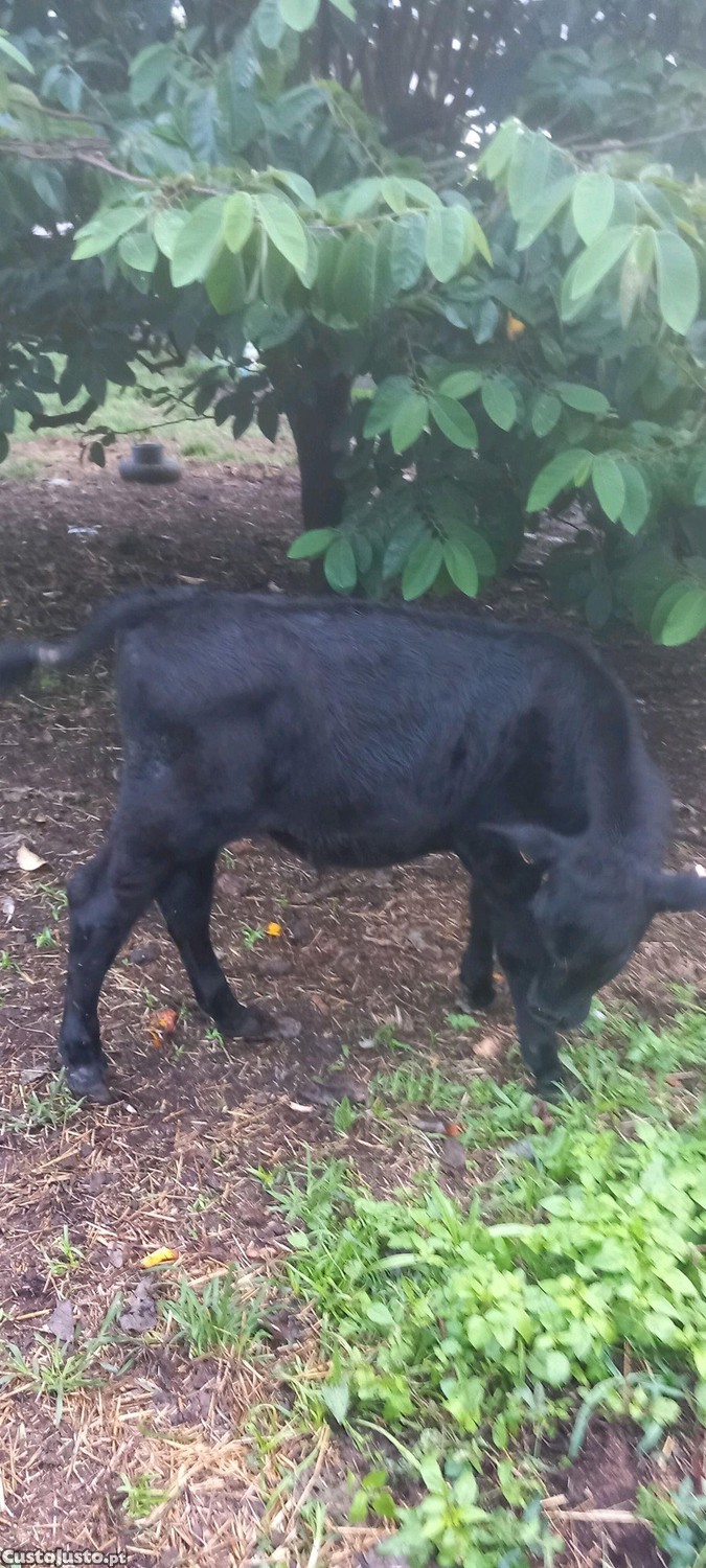 Bezerras  femas angus