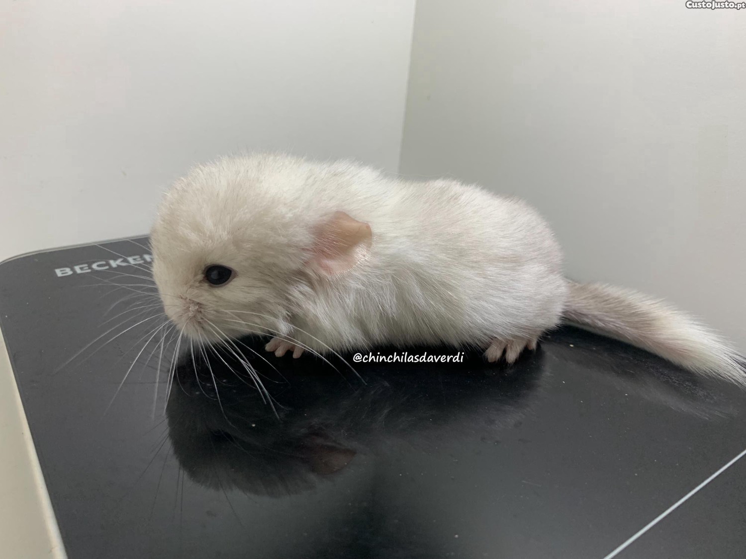 Chinchila Fêmea muito meiga