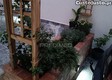 thumb_6