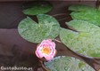 thumb_2